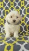 Small Photo #1 Maltese Puppy For Sale in EDEN, PA, USA