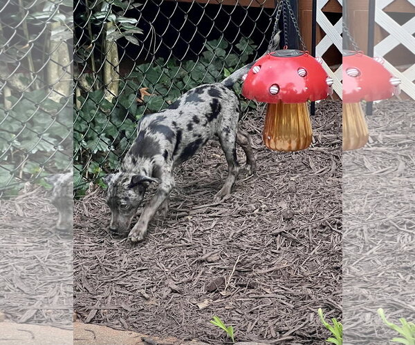 Medium Photo #2 Catahoula Leopard Dog-Labrador Retriever Mix Puppy For Sale in Lakemont, GA, USA