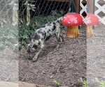 Small Photo #2 Catahoula Leopard Dog-Labrador Retriever Mix Puppy For Sale in Lakemont, GA, USA