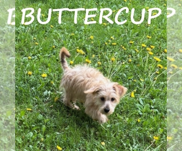 Medium Photo #3 YorkiePoo Puppy For Sale in HARTLAND, MN, USA