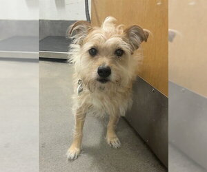 Mutt Dogs for adoption in Forestville, MD, USA