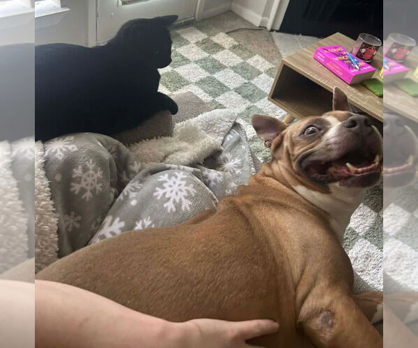 Medium Photo #6 Mutt Puppy For Sale in Canton, CT, USA