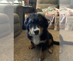 Bernese Mountain Dog Puppy for sale in ENON, OH, USA