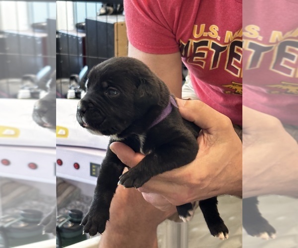Medium Photo #55 Cane Corso Puppy For Sale in REEVESVILLE, SC, USA