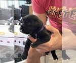 Small Photo #55 Cane Corso Puppy For Sale in REEVESVILLE, SC, USA