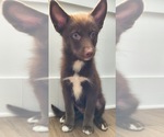 Puppy Chivitas Gordo Pomsky