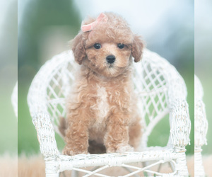 Medium Poodle (Toy)