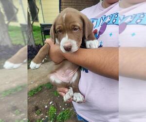 Labrador Retriever-Unknown Mix Dogs for adoption in San Antonio, TX, USA