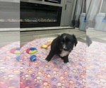 Small Photo #21 Miniature Australian Shepherd Puppy For Sale in TERRELL, TX, USA