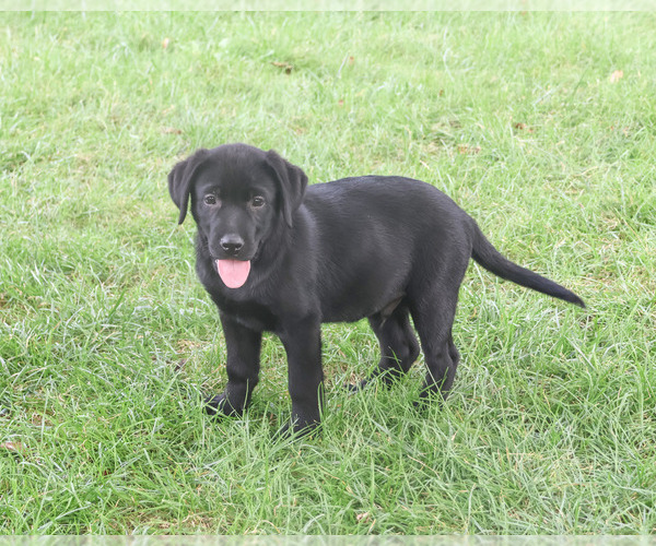 Medium Photo #3 Labrador Retriever Puppy For Sale in SYRACUSE, IN, USA