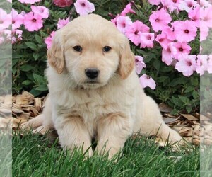 Golden Retriever Puppy for sale in FREDERICKSBURG, OH, USA