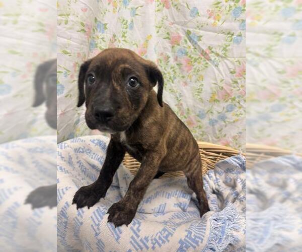 Medium Photo #1 Staffordshire Bull Terrier-Unknown Mix Puppy For Sale in Rosenberg, TX, USA