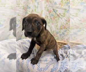 Staffordshire Bull Terrier-Unknown Mix Dogs for adoption in Rosenberg, TX, USA