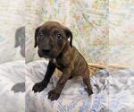 FRANKIE - Female Staffordshire Bull Terrier-Unknown Mix Dog for Adoption - Small photo