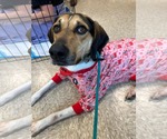 Small #7 Treeing Walker Coonhound Mix