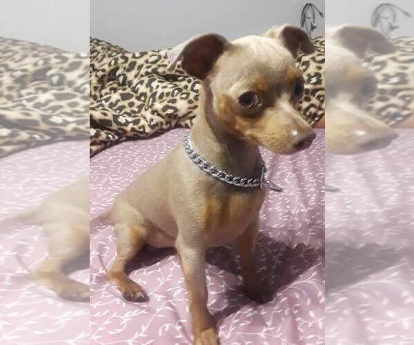 Medium Photo #1 Chihuahua Puppy For Sale in ARANSAS PASS, TX, USA