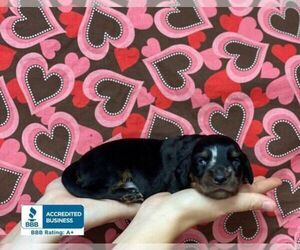 Dachshund Puppy for sale in WINNSBORO, LA, USA
