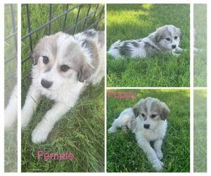 Great Pyrenees Puppy for sale in DEMING, NM, USA