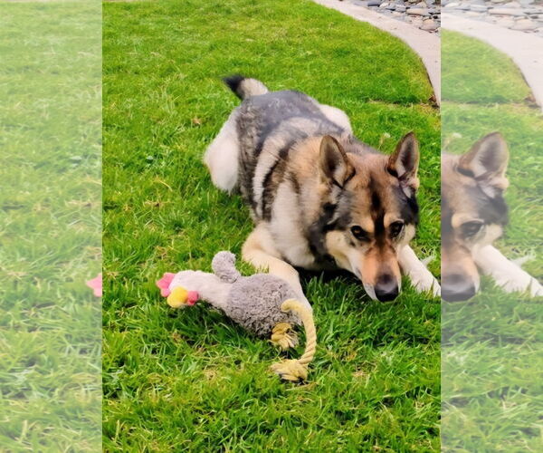 Medium Photo #3 Siberian Husky-Unknown Mix Puppy For Sale in Fallbrook, CA, USA