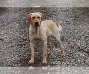 Labrador Retriever Dog for Adoption in WORTHINGTON, Indiana USA