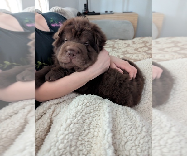 Medium Photo #2 Chinese Shar-Pei Puppy For Sale in MOUNT ULLA, NC, USA
