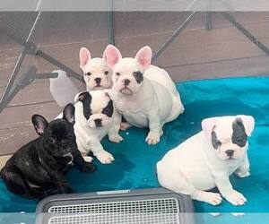French Bulldog Puppy for sale in CINCINNATI, OH, USA