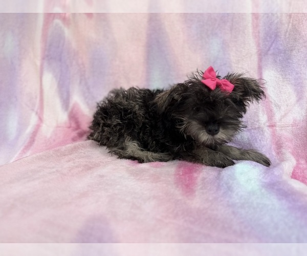 Medium Photo #5 Schnauzer (Miniature) Puppy For Sale in LAKELAND, FL, USA