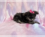 Small #4 Schnauzer (Miniature)