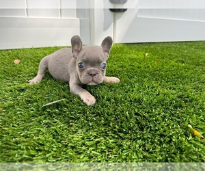 French Bulldog Puppy for sale in CORAL SPRINGS, FL, USA