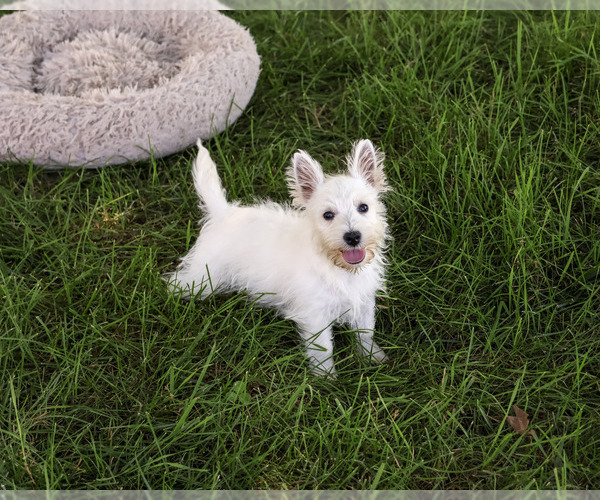 Medium Photo #5 West Highland White Terrier Puppy For Sale in SYRACUSE, IN, USA