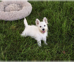Small #4 West Highland White Terrier