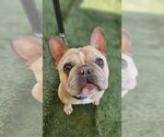 Small Photo #5 French Bulldog Puppy For Sale in Lake elsinore, CA, USA