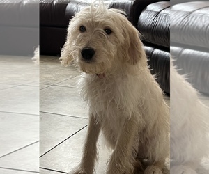 Goldendoodle Puppy for sale in LAS VEGAS, NV, USA