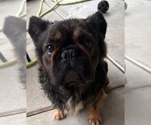 Father of the French Bulldog puppies born on 03/08/2025