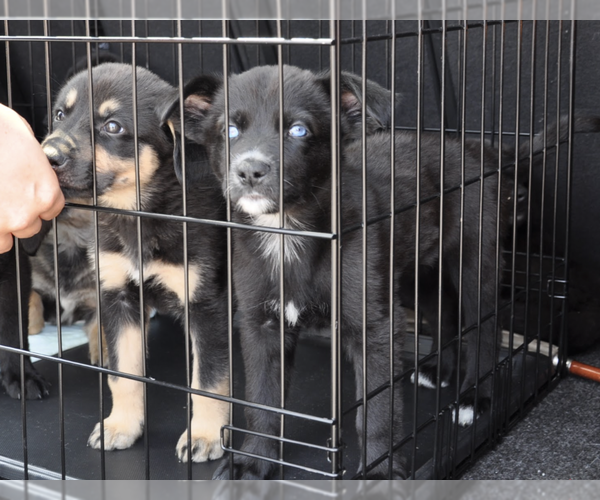 Medium Photo #2 Mutt Puppy For Sale in Brooklyn, NY, USA