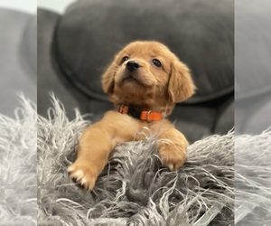 Golden Retriever Puppy for sale in VALLEJO, CA, USA