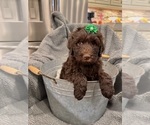 Puppy 1 Poodle (Standard)-Portuguese Water Dog Mix