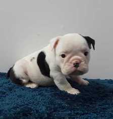 English Bulldog Puppy for sale in POWHATAN, VA, USA