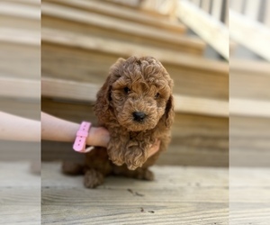 Goldendoodle (Miniature) Puppy for sale in PELHAM, NC, USA