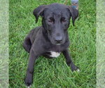 Small #4 Border Collie Mix