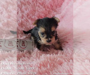 Morkie Puppy for Sale in TEMPE, Arizona USA