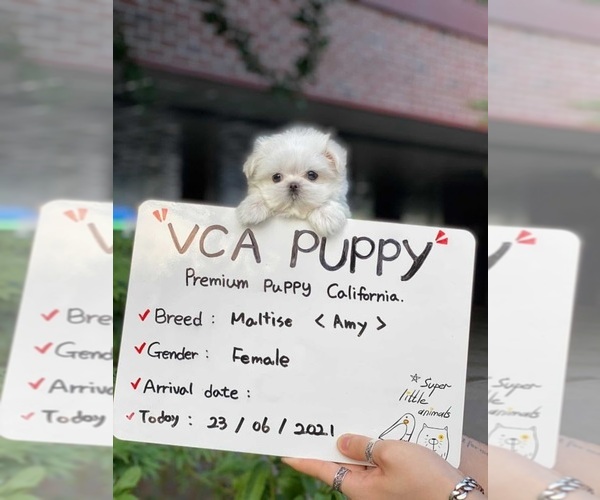 Medium Photo #3 Maltese Puppy For Sale in CHINO HILLS, CA, USA