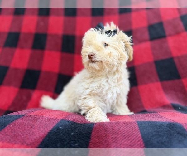 Medium Photo #3 Havapoo Puppy For Sale in LAKELAND, FL, USA