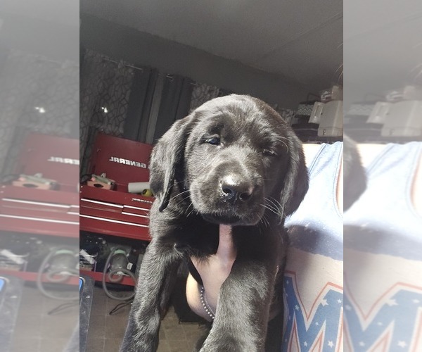 Medium Photo #1 Labrador Retriever Puppy For Sale in SNEADS, FL, USA