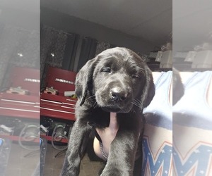 Labrador Retriever Puppy for sale in SNEADS, FL, USA
