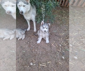 Mother of the Siberian Husky puppies born on 05/24/2022