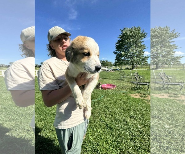 Medium Photo #4 Australian Shepherd-Great Pyrenees Mix Puppy For Sale in Croydon, NH, USA