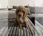 Litter of 7 - Male(s) and Female(s) Goldendoodle mix (+ Poodle Standard)Litter of Puppies for Sale - Photo #3