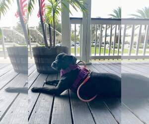 Rosie - Female Boxer-Unknown Mix Dog for Adoption - Photo #3