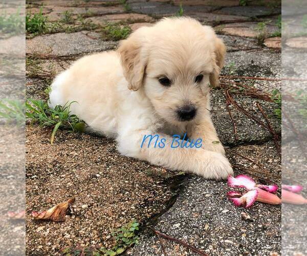 Medium Photo #4 Goldendoodle Puppy For Sale in PALM BAY, FL, USA